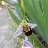 Ophrys apifera